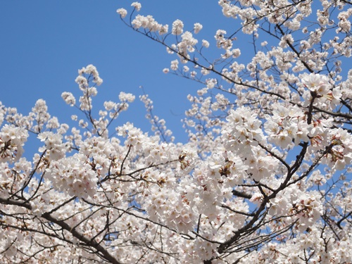 地下鉄で行ける桜の名所・名古屋のお花見スポット５選